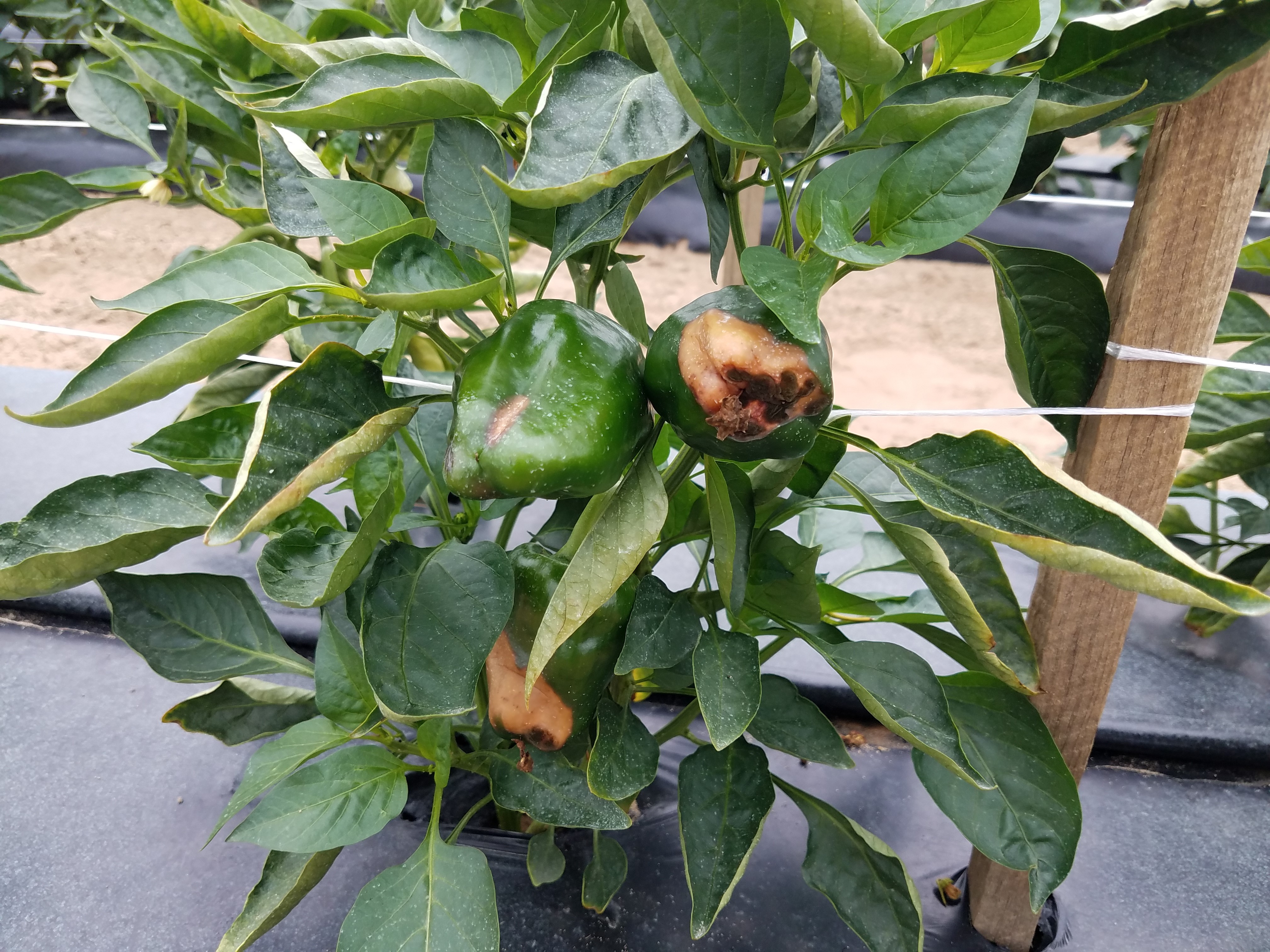 Blossom end rot on pepper